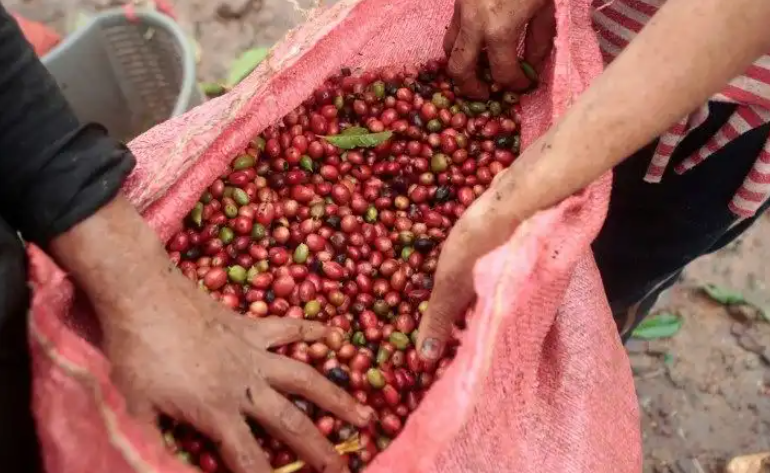 Preços do café disparam após geadas no Brasil; preocupação com frio permanece