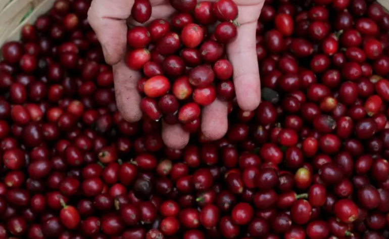 Café arábica atinge novo recorde; entenda motivos (e se pode subir mais)