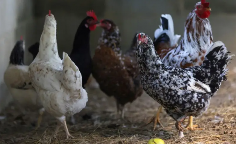 China suspende carne de frango do Brasil por 60 dias após gripe aviária no RS