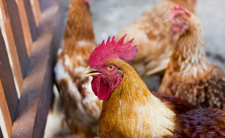 Rússia flexibiliza restrição a embarques de frango do Brasil e proíbe apenas do RS