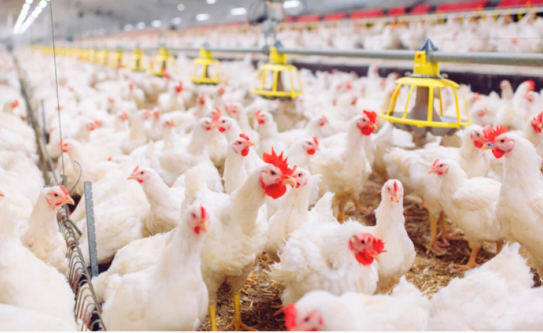 África do Sul e Cingapura retiram restrições à carne de aves do Brasil