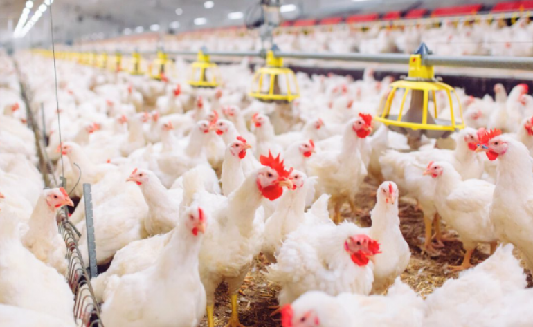 Arábia Saudita e Chile retomarão importações de aves do Brasil, segundo memorandos