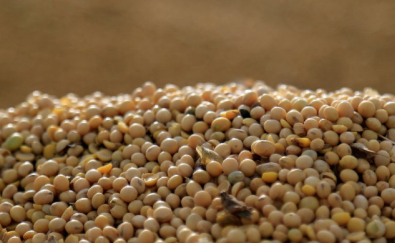 Safra de soja no Mercosul deve crescer 0,8% em 25/26 apesar de queda na área