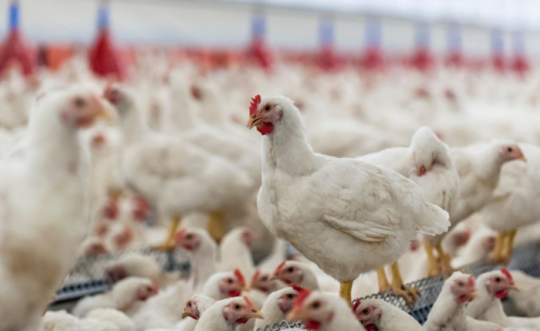 China suspende proibição de importação de carne de frango do Brasil