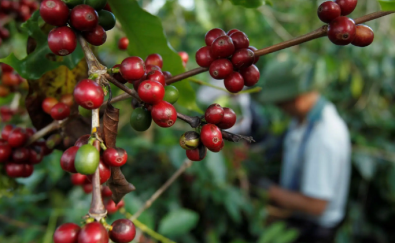 Exportação de café pelo Brasil atinge recorde de US$15,6 bi em 2025