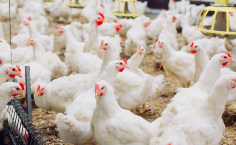 China encerra embargo e libera frango do RS após surto sanitário