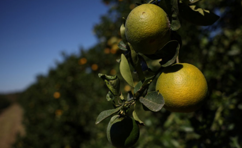 Estoques de suco de laranja do Brasil saltam com queda na demanda após preços altos