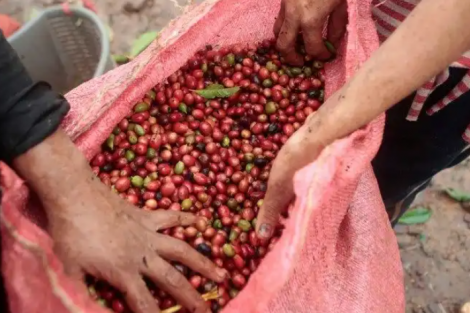 Preços do café disparam após geadas no Brasil; preocupação com frio permanece