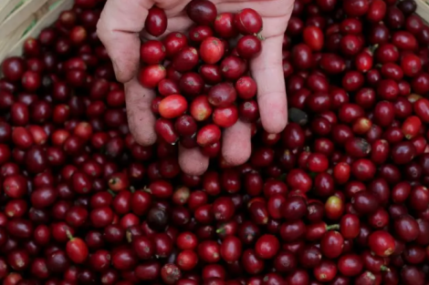 Café arábica atinge novo recorde; entenda motivos (e se pode subir mais)