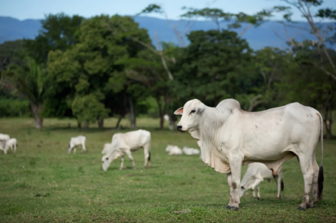 Brasil obtém promessa de missão japonesa visando exportação de carne bovina