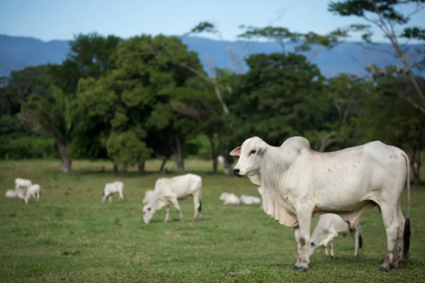 Exportadores de carne do Brasil não se intimidam com tarifas e vendas devem crescer