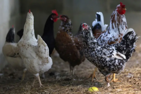 China suspende carne de frango do Brasil por 60 dias após gripe aviária no RS