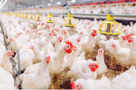 África do Sul e Cingapura retiram restrições à carne de aves do Brasil