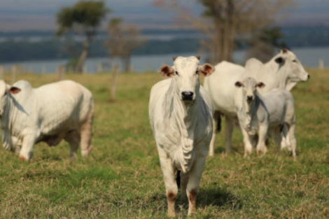 Tarifaço: México supera EUA em ranking de compradores da carne brasileira