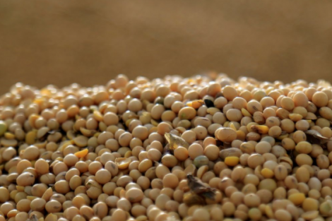 Safra de soja no Mercosul deve crescer 0,8% em 25/26 apesar de queda na área