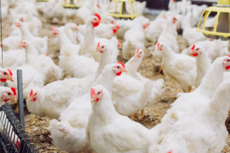 China encerra embargo e libera frango do RS após surto sanitário