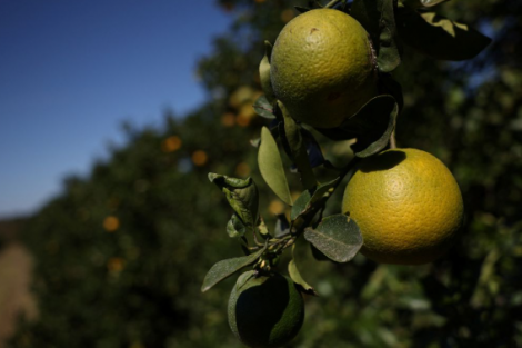 Estoques de suco de laranja do Brasil saltam com queda na demanda após preços altos