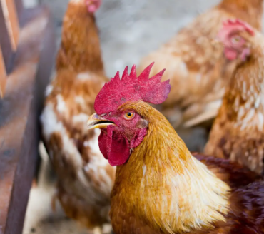 Rússia flexibiliza restrição a embarques de frango do Brasil e proíbe apenas do RS