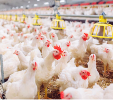 África do Sul e Cingapura retiram restrições à carne de aves do Brasil