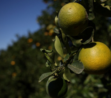 Estoques de suco de laranja do Brasil saltam com queda na demanda após preços altos
